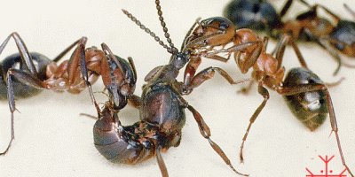Ломехуза - паразит, що вбиває мурашник.